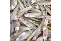 Fresh Anchovy Whole - Per 500Gm