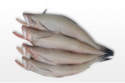 Fresh Bombay Duck Fish Whole Cleaned - Per 500Gm