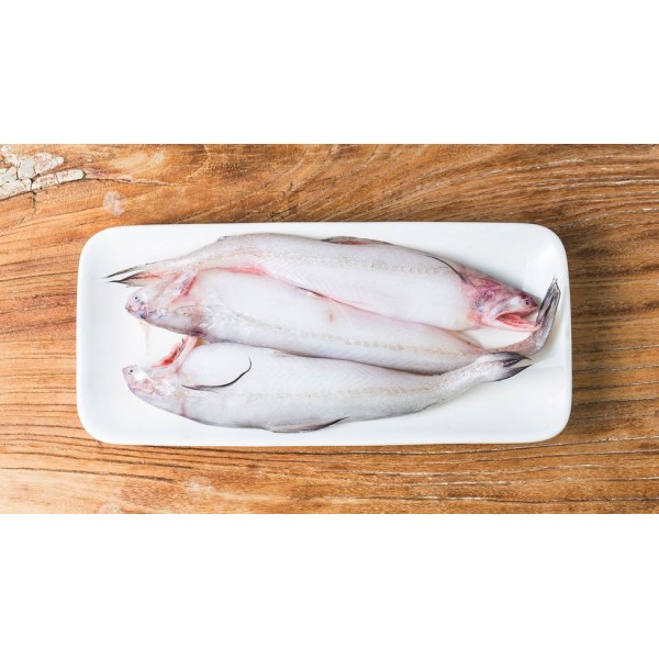 Fresh Bombay Duck Fish Whole - Per 1Kg