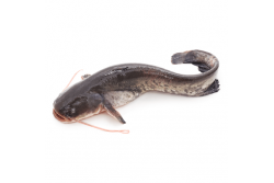 Fresh Catfish Whole Large - Per 1Kg