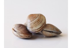 Fresh Clams with Shell - Per 1Kg 