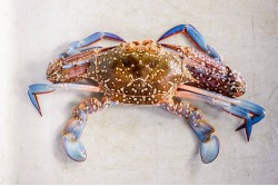 Frozen Blue Crab Whole Female - Per 1Kg