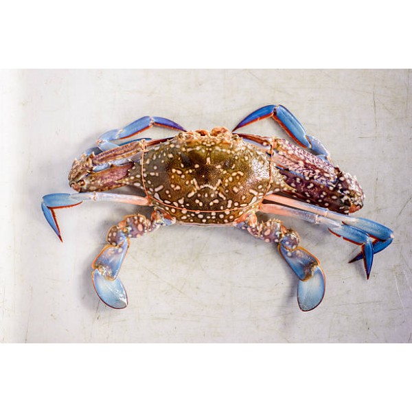 Frozen Blue Crab Whole Female - Per 1Kg