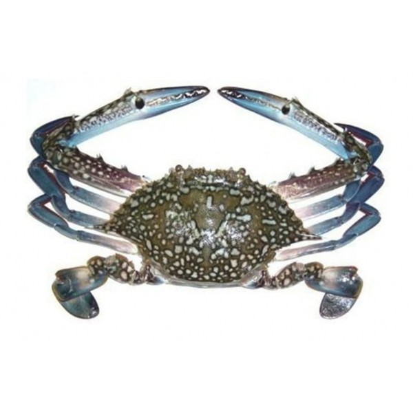 Fresh Crab Whole Blue Swimming
