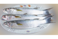 Fresh Grey Mullet Whole Cleaned - Per 500Gm
