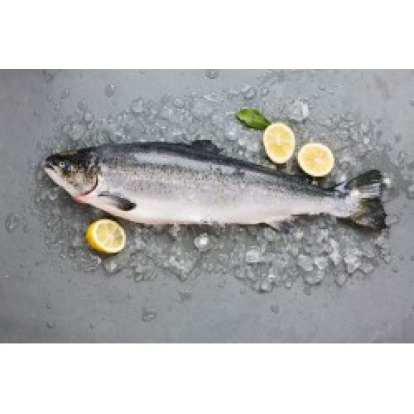 Fresh/Norway/Salmon/Whole 2-3kg Size - Per 1Kg