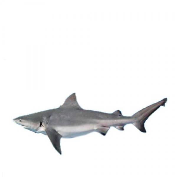 Fresh Shark Small Whole - Per 1Kg