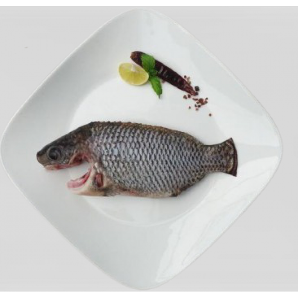 Fresh Tilapia