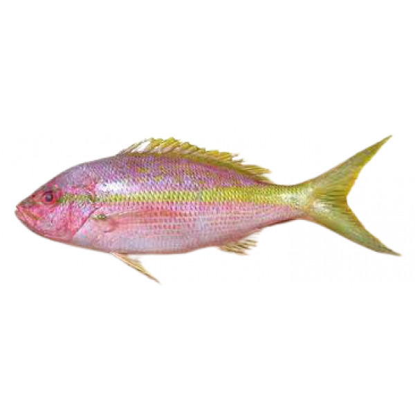 Fresh Yellow Snapper Whole - 500Gm