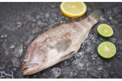 Frozen Grouper Whole - Per 1Kg