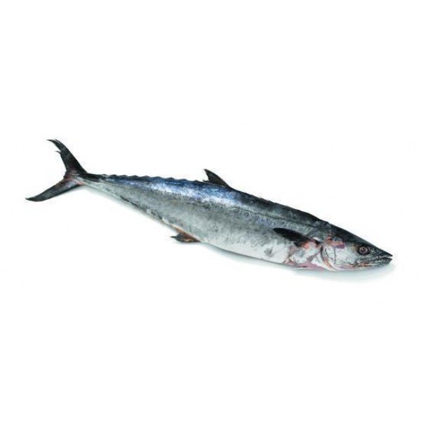 King Fish Frozen