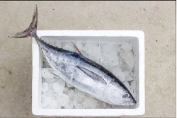 Frozen Tuna Whole - Per KG