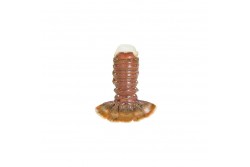 Frozen Lobster Tail Small Size - Per 1Kg 