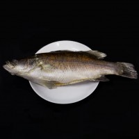 Fresh Barramundi Whole Cleaned - Per 1Kg