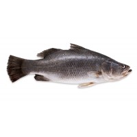 Fresh Barramundi Whole - Per 1Kg