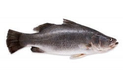 Fresh Barramundi Whole - Per 1Kg