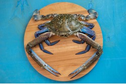 Fresh Blue Swimming Male Crab Whole (150gms Up)- Per 500Gm