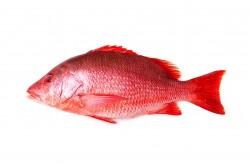 Fresh Red Snapper Whole (400/500Gm)  - Per 500Gm