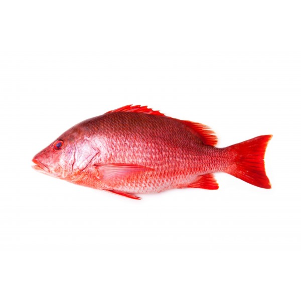 Fresh Red Snapper Whole - 500Gm