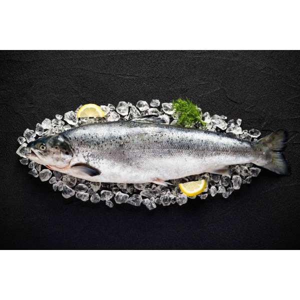 Fresh Salmon Sushi Whole Large 4/5 KG Size - Per PC