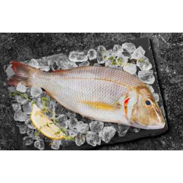 Fresh Sheri (Emperor Fish) Whole Large (500 - 100Gm) - 500Gm