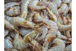 Fresh Shrimps Vannamei Medium(30/40) Headless  - Per 500Gm