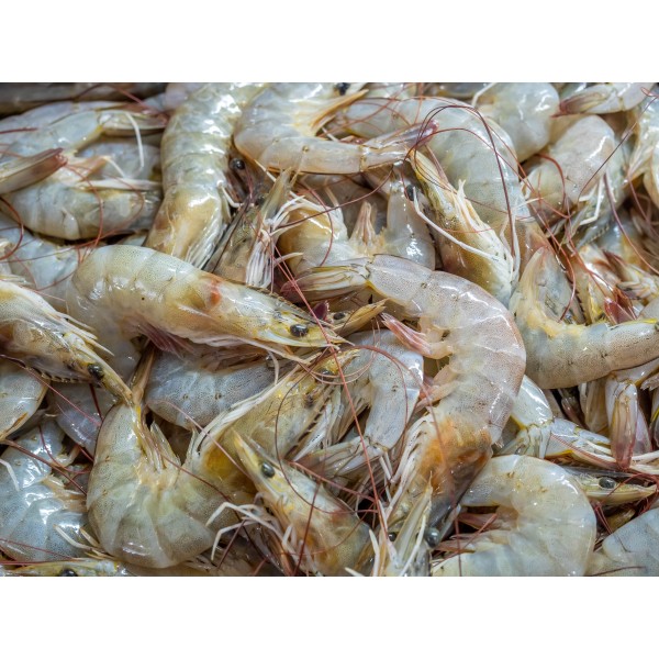 Fresh Shrimps Vannamei Medium Headless -500Gm