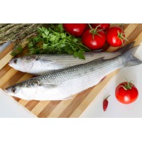 Frozen Grey Mullet Whole Medium - Per 1Kg