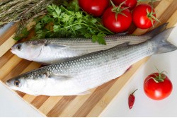 Frozen Grey Mullet Whole Medium - Per 1Kg