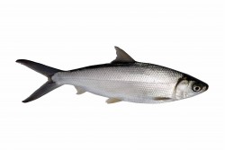 Frozen Milkfish Whole Medium - Per 1Kg