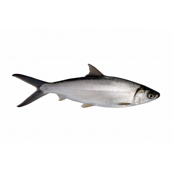 Milkfish Whole Medium Frozen - Per 1Kg