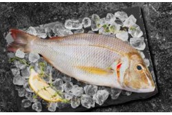 Frozen Sheri (Emperor Fish) Whole Large - Per 1Kg 