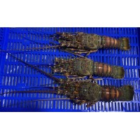 Lobster Whole Brazilian  Medium Frozen - Per PC