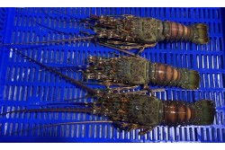 Lobster Whole Brazilian Medium Frozen (Size 400/460Gm) - Per 1PC