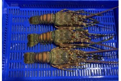 Lobster Whole Brazilian Large Frozen (Size 520/575Gm) - Per 1PC