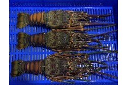 Lobster Whole Brazilian Extra Large Frozen (Size 740/860Gm) - Per 1PC