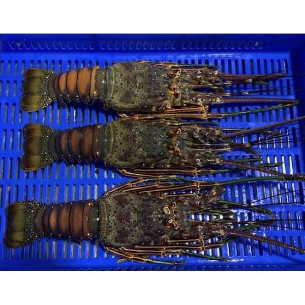 Lobster Whole Brazil in Dubai, Sharjah, Ajman