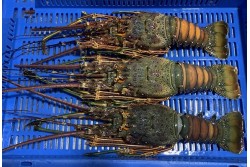 Lobster Whole Brazilian Jumbo Frozen (Size 860/1110Gm) - Per 1PC