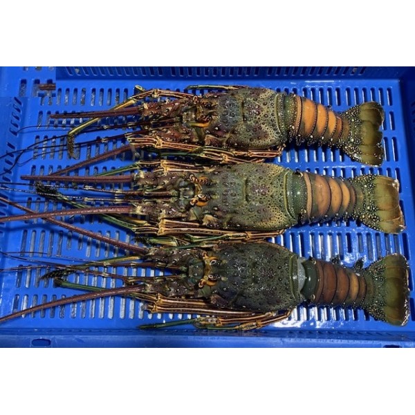 Lobster Whole Brazilian Frozen