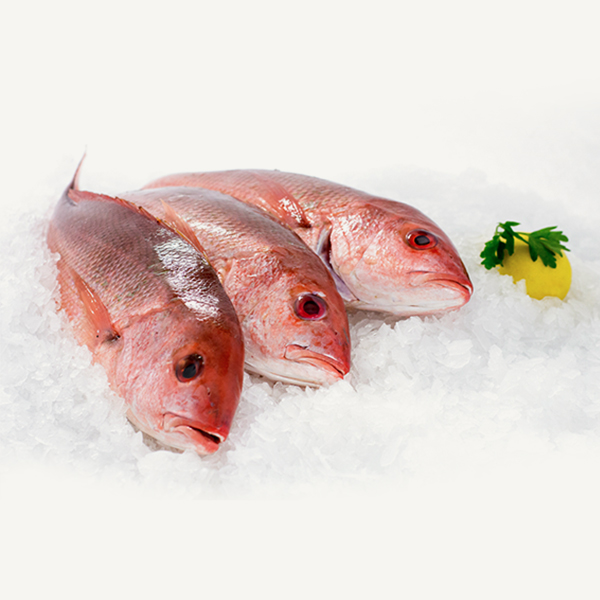 Fresh Red Snapper Whole - 1Kg