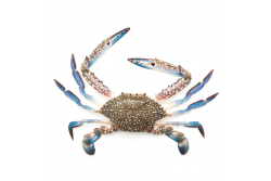 Frozen Blue Crab Whole - Per 500Gm