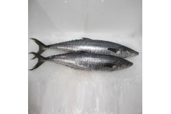 Fresh King Fish Whole - Per Kg