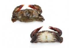 Soft Shell Crab - Per 1Kg